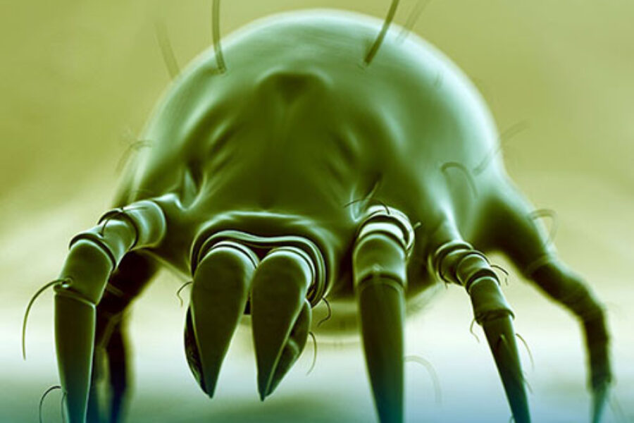 ALLERGIA AGLI ACARI: LA PREVENZIONE AVVIENE PRIMA DI TUTTO IN CASA