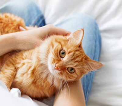 allergia all'epitelio di gatto Lofarma