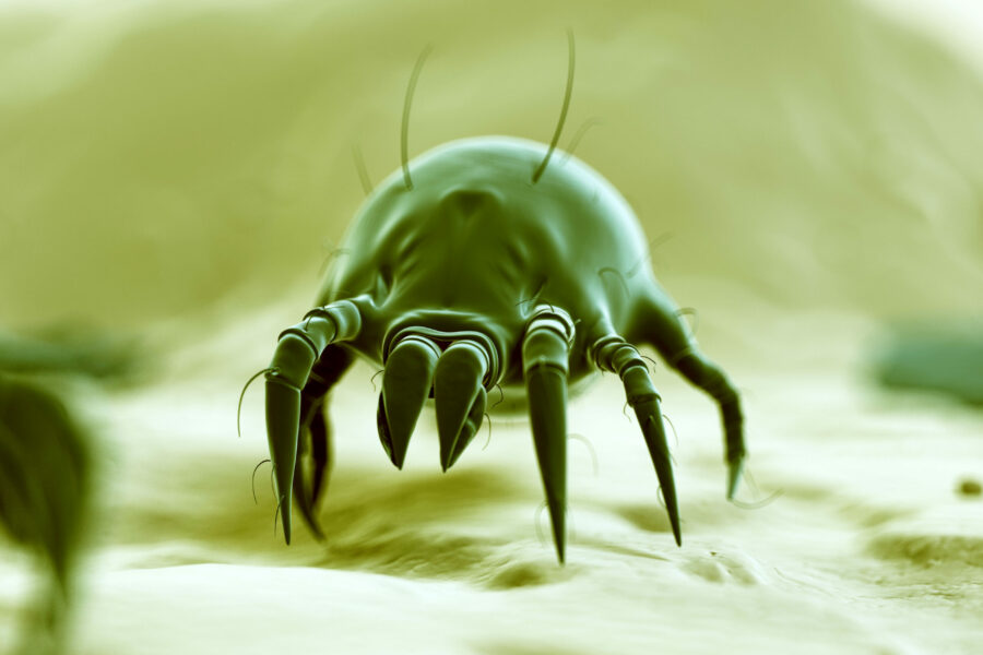 STUDIARE GLI ACARI DA VICINO