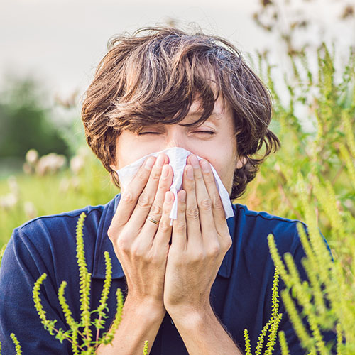 che-cosa-e-allergia-ambrosia_lofarma